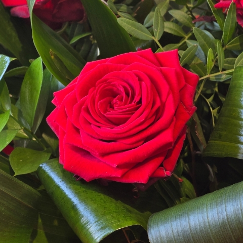 6 Premium Naomi Roses